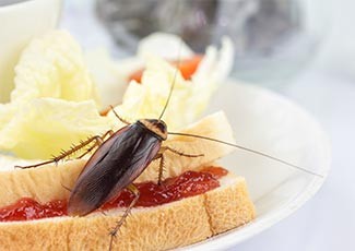 Ini Bahayanya Jika Makanan Dihinggapi Kecoa